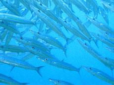 Thailand diving, Thailand scuba dive sites